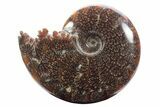 Polished Ammonite (Cleoniceras) Fossil - Madagascar #233488-1